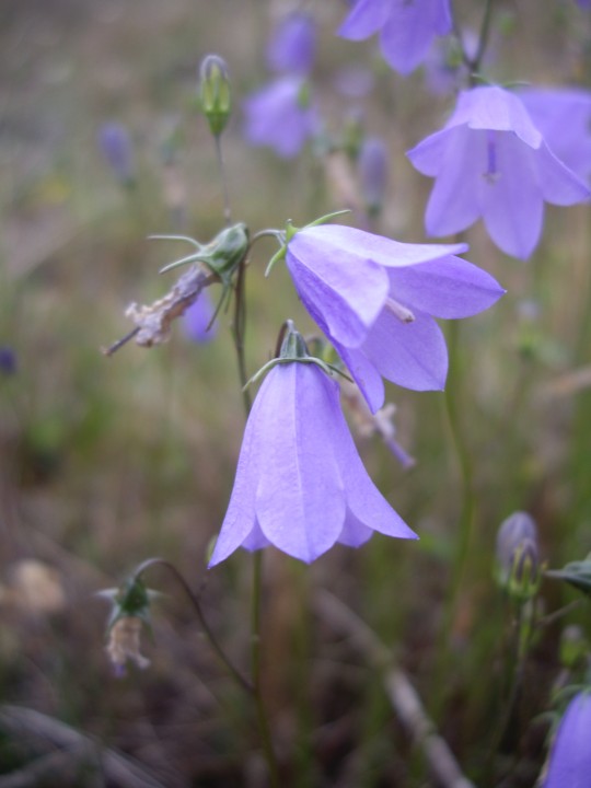 harebell